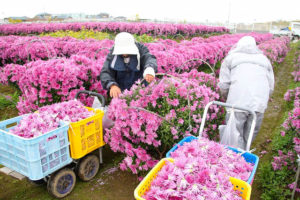 新潟市南区は県内生産量の8割を誇る、かきのもと「食用菊」の生産地です。収穫時期には贅沢に食べられます。